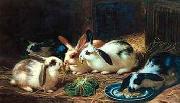 unknow artist Rabbits 116 USA oil painting artist